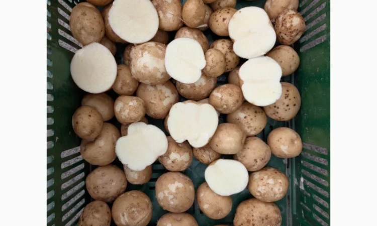 Продается картофель для производства чипсов - фото № 1