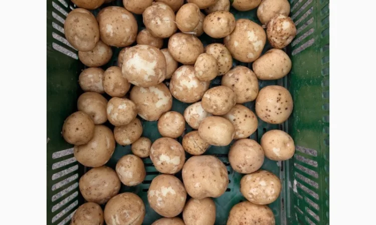 Продается картофель для производства чипсов - фото № 2