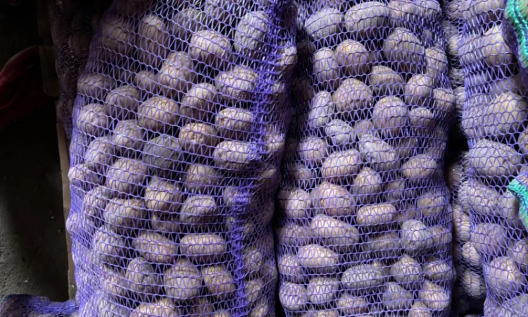 Куплю картошку разных объемов - фото № 1