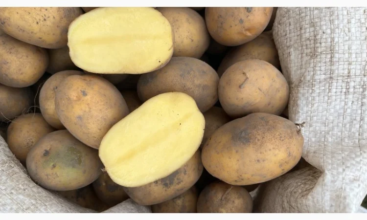 Продаю картоплю сорт Тайфун і Партнер - фото № 1