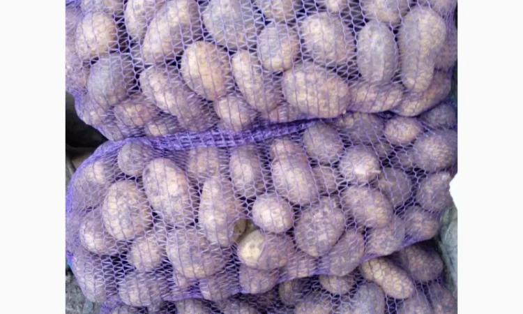 Продаю картоплю сорт Тайфун і Партнер - фото № 2
