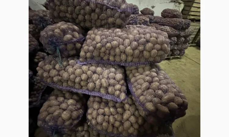 Семенной картофель оптом - фото № 1