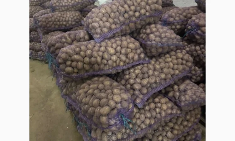 Семенной картофель оптом - фото № 2