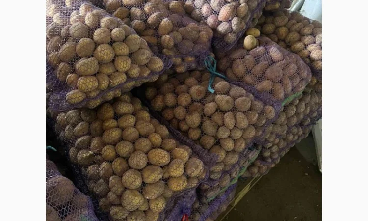 Семенной картофель оптом - фото № 3