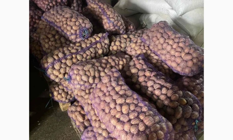 Семенной картофель оптом - фото № 4