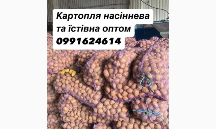 Продажа семенного картофеля - фото № 1