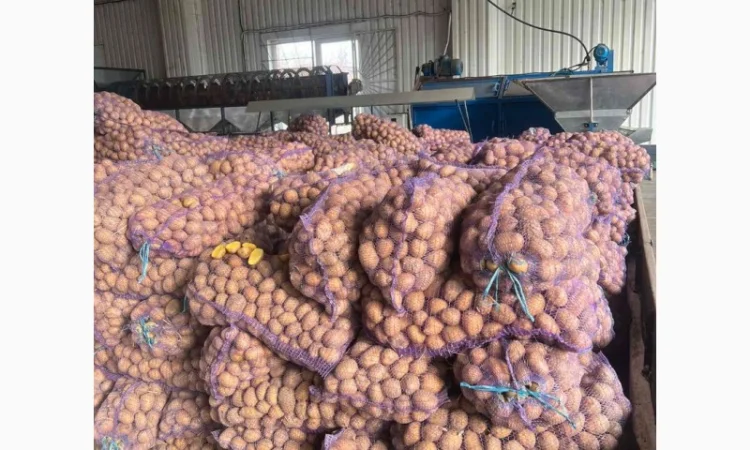 Продажа семенного картофеля - фото № 2