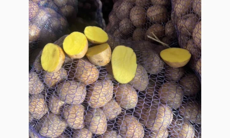 Продажа семенного картофеля - фото № 3