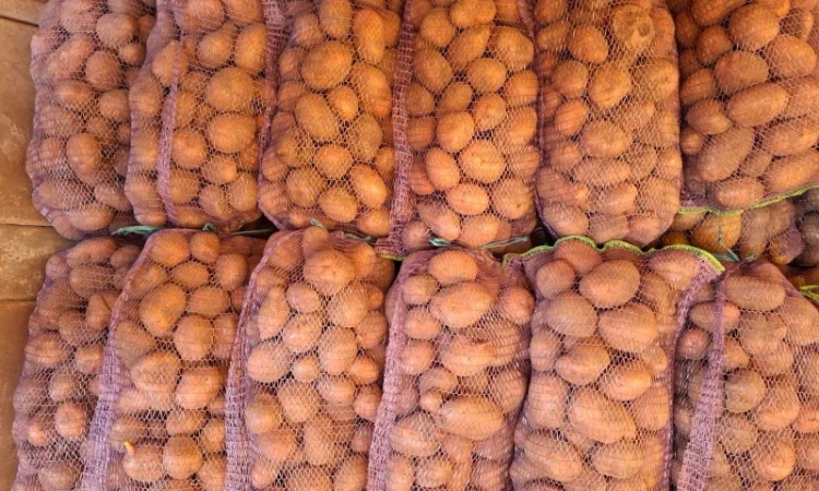 Картопля від населення оптом - фото № 2