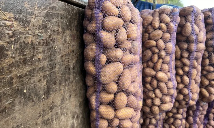 Продаж картоплі товарної - фото № 1