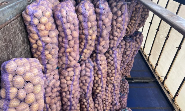 Продаж картоплі товарної - фото № 3