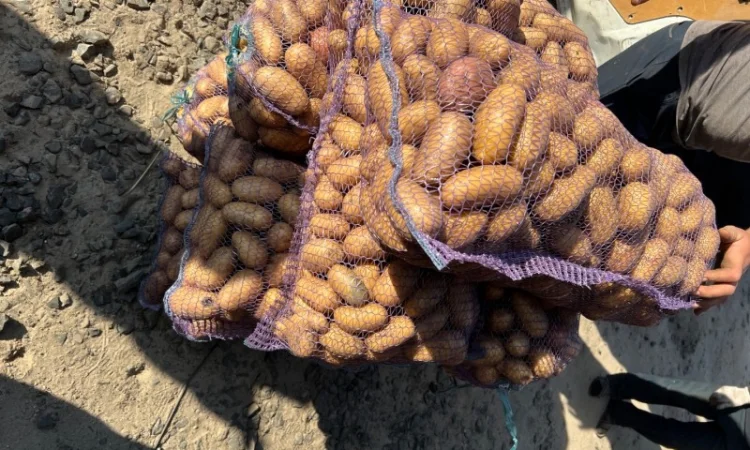 Продаж картоплі товарної - фото № 4