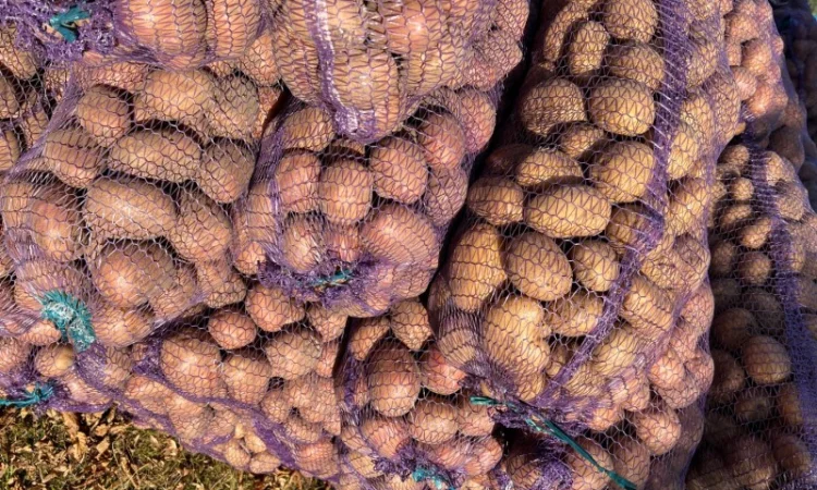 Продаж картоплі товарної - фото № 5