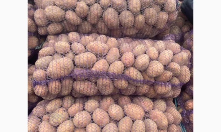 Куплю картофель Бела Роса - фото № 1