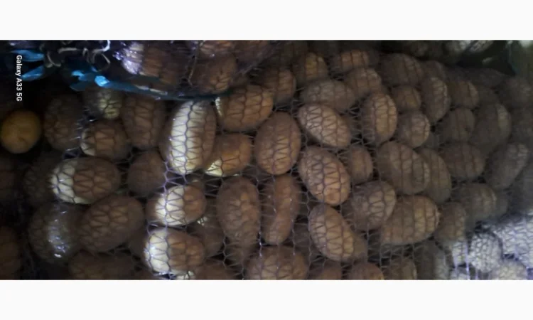 Продаж насінної картоплі різних сортів - фото № 1