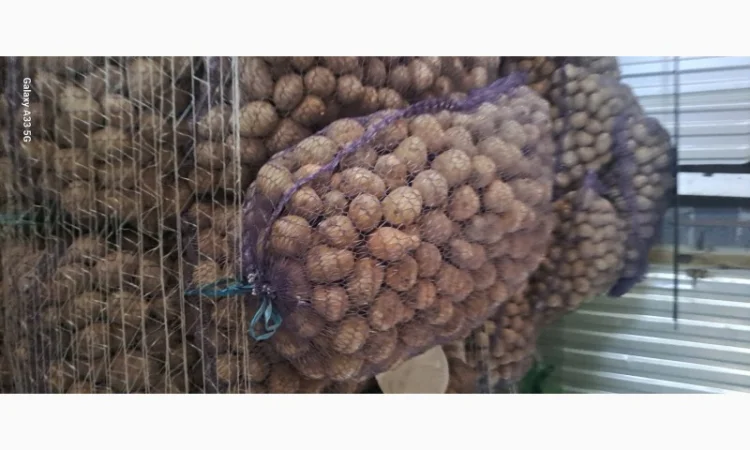 Продаж насінної картоплі різних сортів - фото № 2