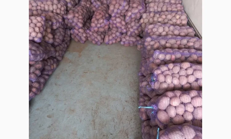 Куплю товарную картошку - фото № 2