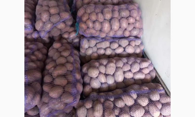 Куплю товарную картошку - фото № 3