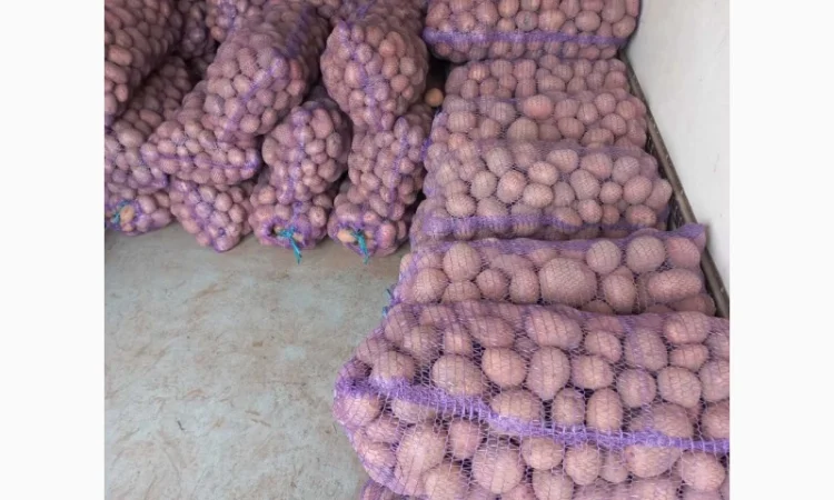 Куплю товарную картошку - фото № 4