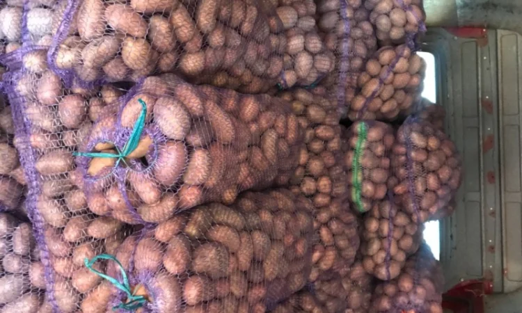 Куплю картоплю сортів Словянка, Білла Росса, Санте - фото № 1