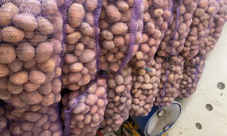 Куплю картоплю сортів Словянка, Білла Росса, Санте - фото № 2