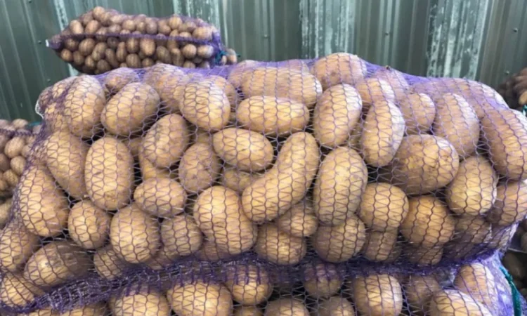 Картофель польский Vineta на продажу - фото № 1