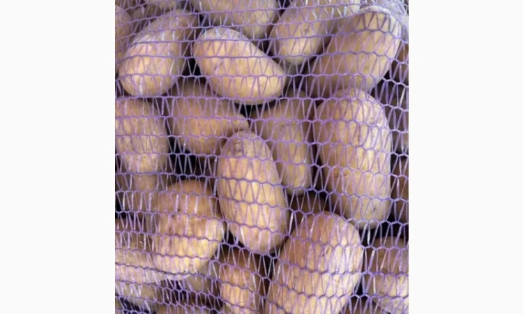 Картофель польский Vineta на продажу - фото № 2