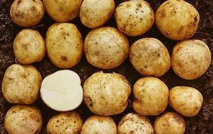 Картофель польский Vineta на продажу - фото № 3