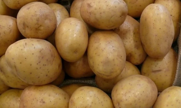 Картофель польский Vineta на продажу - фото № 4