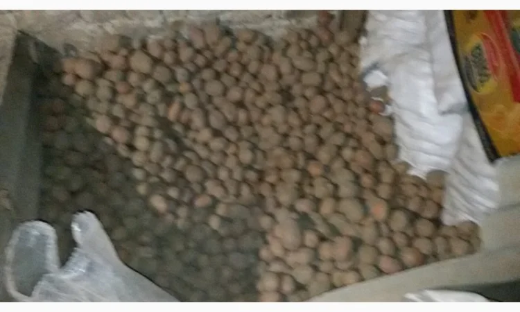 Продаж картоплі сорту мелоді - фото № 1