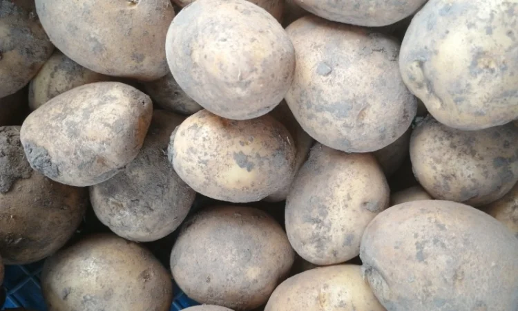 Продам картоплю Конект - фото № 1