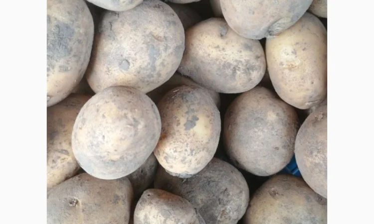 Продаж картоплі оптом - фото № 1