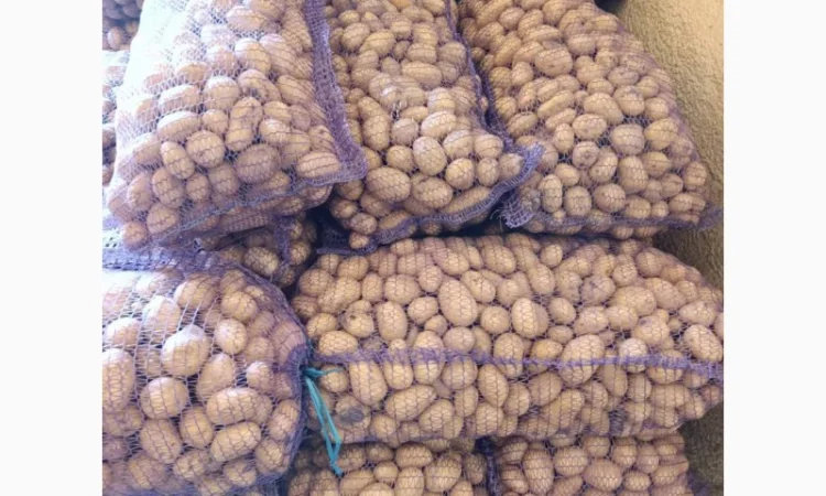 Куплю посадковую картоплю - фото № 1