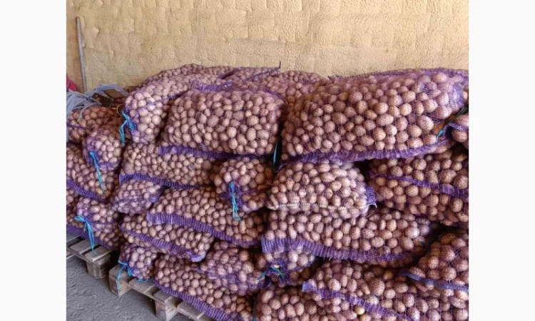 Куплю посадковую картоплю - фото № 2