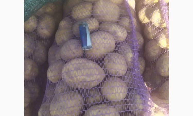 Продаю картоплю сорту Канект - фото № 1