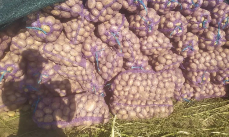 Продаю картоплю сорту Канект - фото № 2