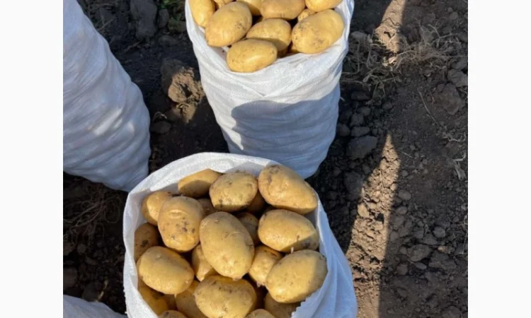 Якісна картопля на продаж - фото № 1