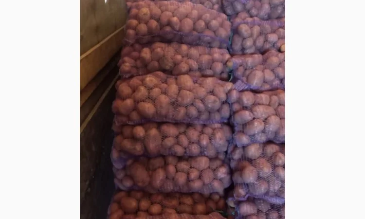 Продаж картоплі сорту Біла Роса - фото № 1