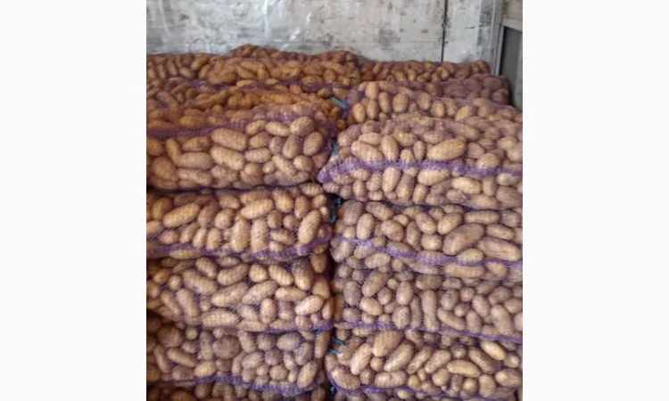 Куплю картошку Беллу росу Гренаду Тайфун - фото № 1