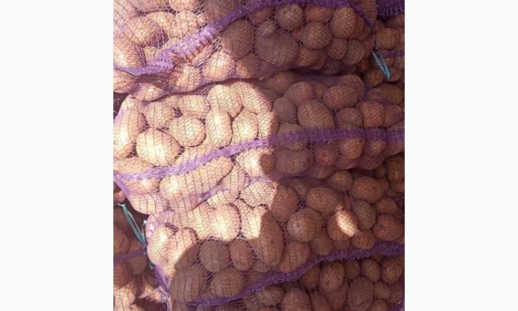 Куплю картошку Беллу росу Гренаду Тайфун - фото № 2