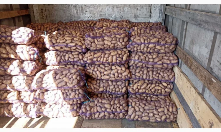 Куплю картошку Беллу росу Гренаду Тайфун - фото № 3