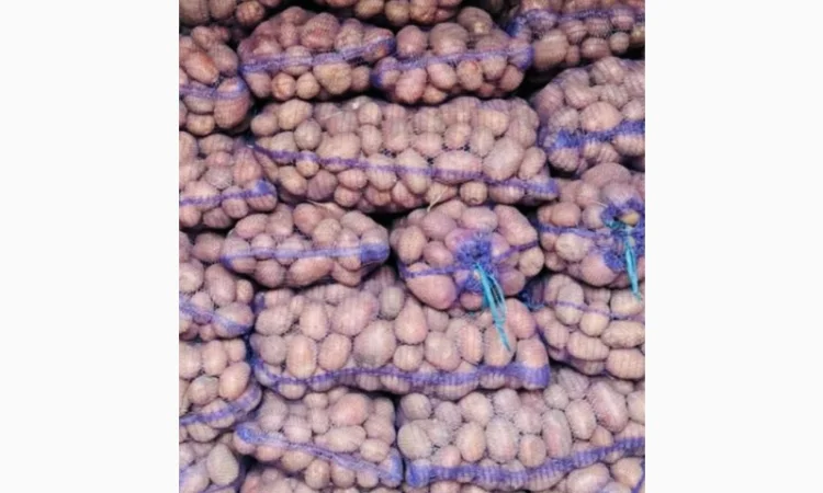 Картошка Белла Роса, Тайфун, Гренада на продажу - фото № 1