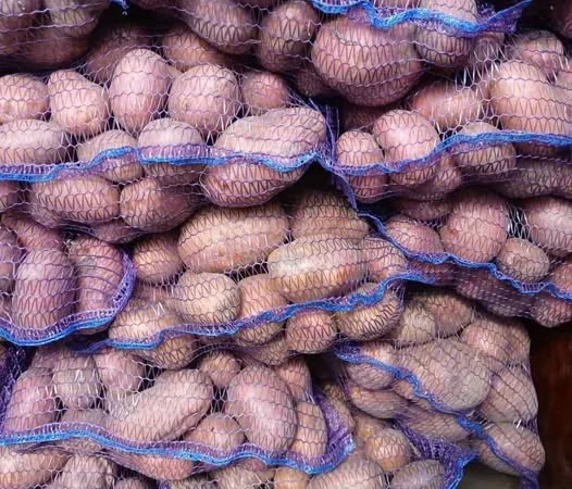 Картопля сорту Арізона оптом - фото № 2