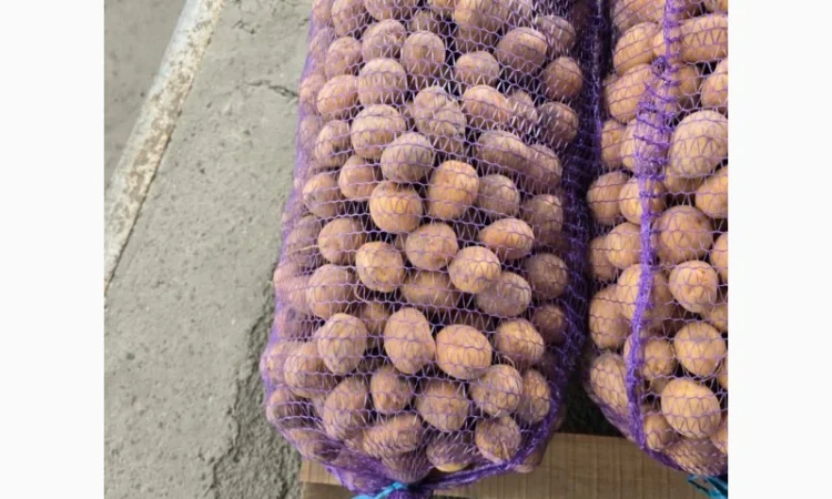 Продаж дрібної картоплі Арізона - фото № 1