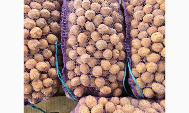 Продаж дрібної картоплі Арізона - фото № 3