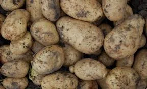 Продажа молодой картошки урожая 2025 года оптом - фото № 1