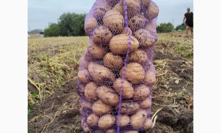 Купить картофель Рів'єра и Арізона - фото № 1