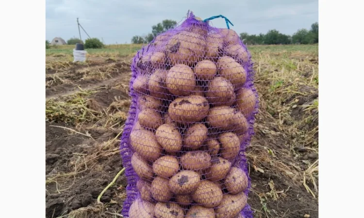 Купить картофель Рів'єра и Арізона - фото № 2