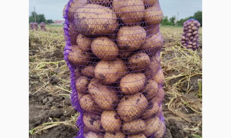 Купить картофель Рів'єра и Арізона - фото № 5