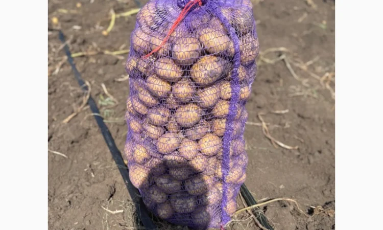 Товарна картопля сорт Гала на продаж - фото № 1